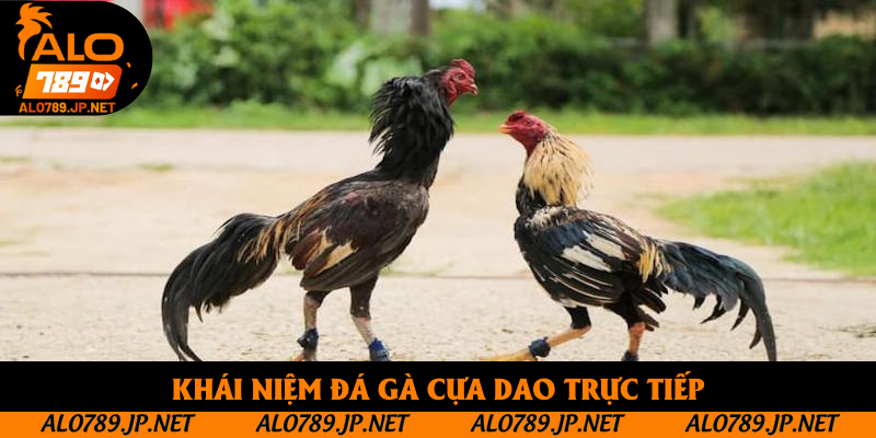 Đá Gà Cựa Dao Trực Tiếp: Cơ Hội Để Bạn Thu Lợi Nhuận Hấp Dẫn 2 Khái niệm đá gà cựa dao trực tiếp